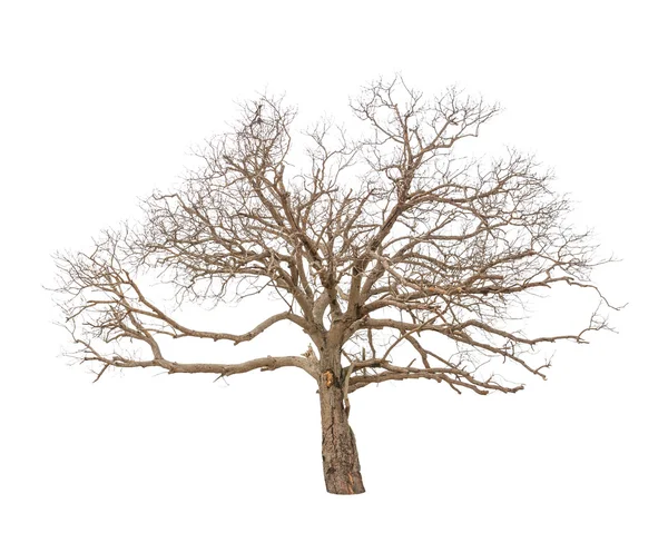 Staré a mrtvý strom izolovaných na bílém pozadí — Stock fotografie