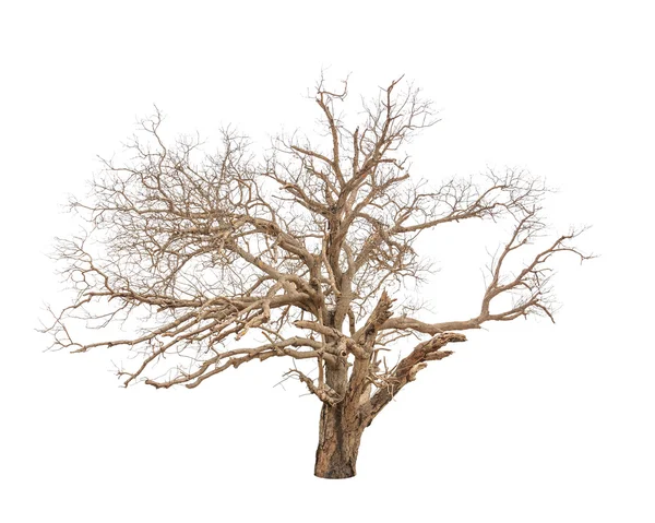 Old and dead tree isolated on white background — Stock Photo, Image