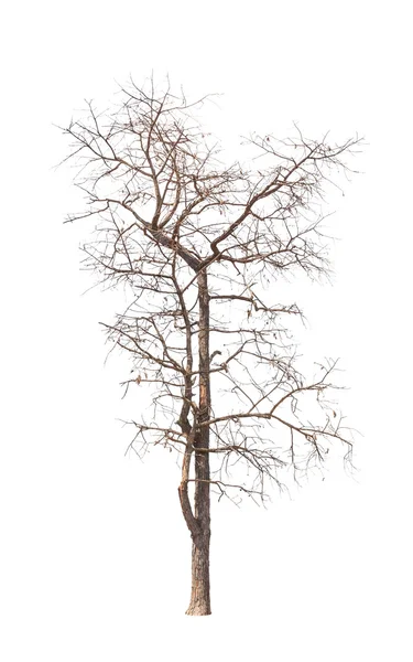 Eski ve ölü ağaç beyaz zemin üzerine izole — Stok fotoğraf