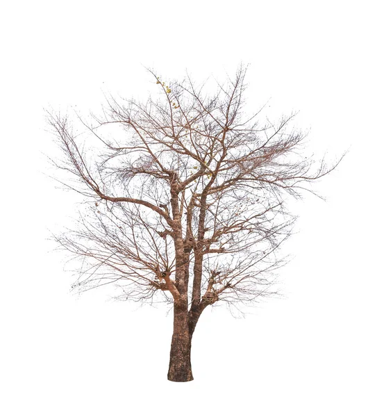 古い、死んだ木の白い背景で隔離 — ストック写真