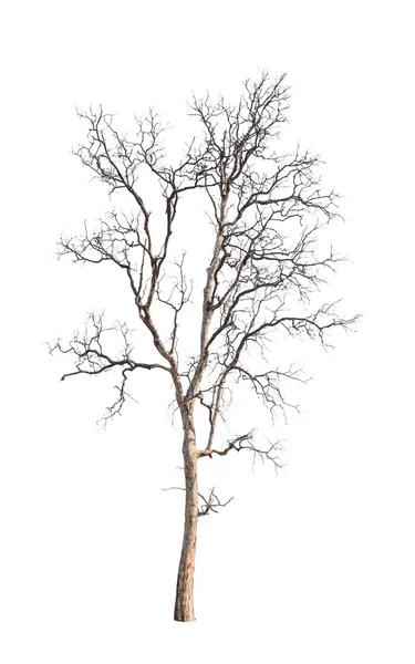 Régi és halott fa elszigetelt fehér background — Stock Fotó