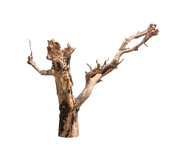 Old and dead tree isolated on white background — Stock Photo, Image