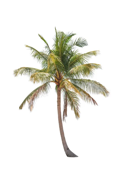 Beyaz arkaplanda izole edilmiş hindistan cevizi palmiyesi
