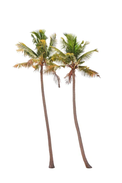 Twee coconut palmbomen geïsoleerd op witte achtergrond — Stockfoto