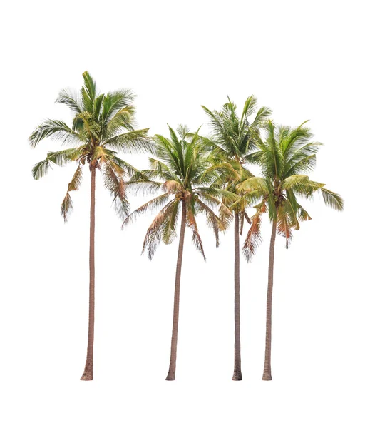 Vier coconut palmbomen geïsoleerd op witte achtergrond — Stockfoto