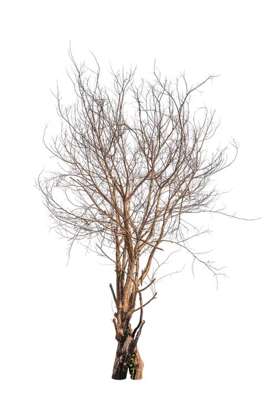 Old and dead tree isolated on white background — Stock Photo, Image