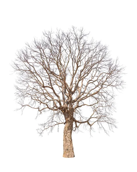 Árvore velha e morta isolada no fundo branco — Fotografia de Stock