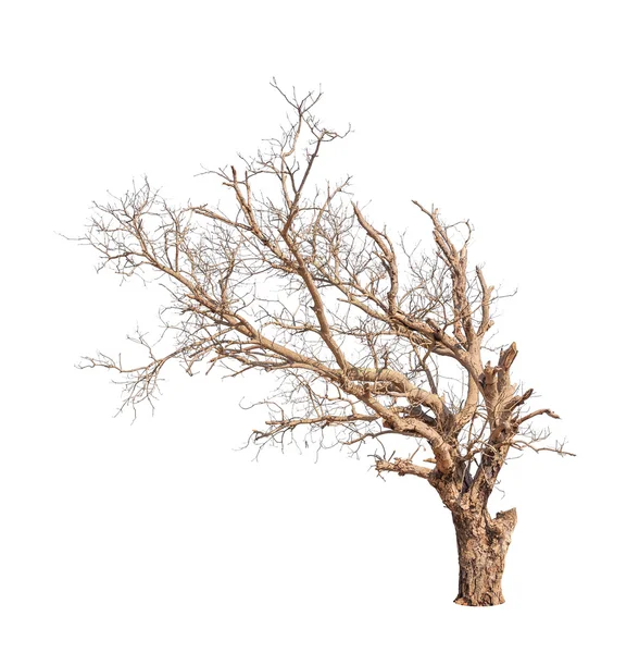 Old and dead tree isolated on white background — Stock Photo, Image