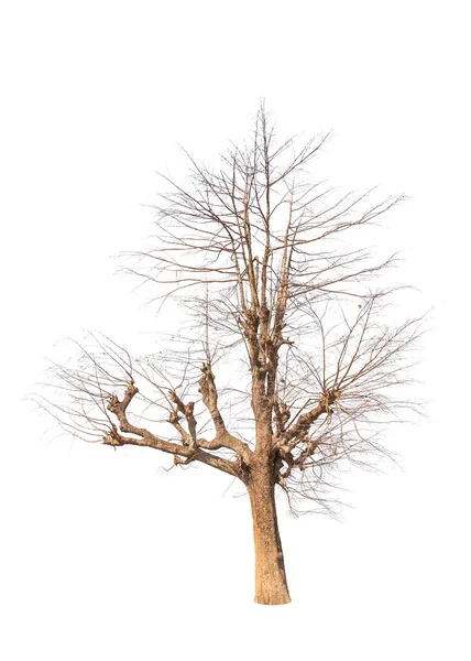 Vecchio e morto albero isolato su sfondo bianco — Foto Stock