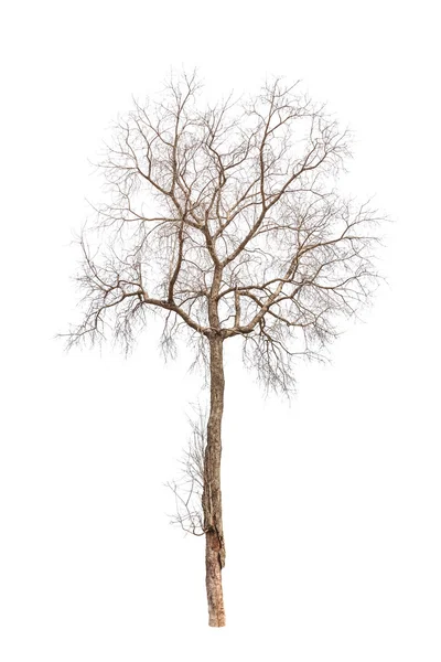 Arbre ancien et mort isolé sur fond blanc — Photo