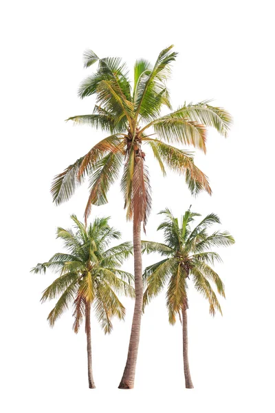 Tre kokospalmer isolerade på vit bakgrund — Stockfoto