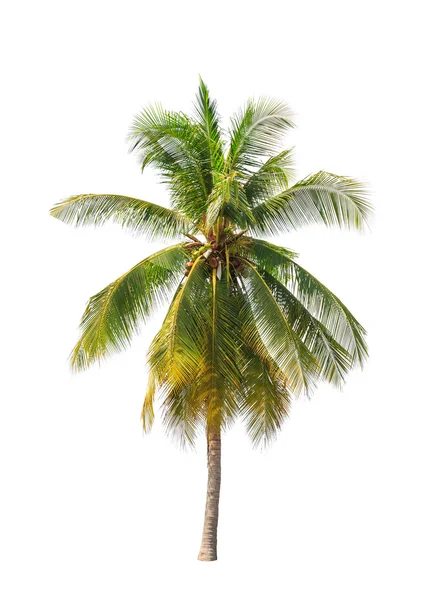 Coconut palm tree isolated on white background — Stock Photo, Image