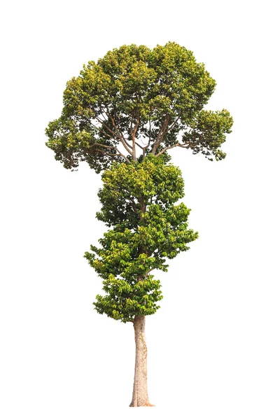 Dipterocarpus alatus, tropischer Baum im Nordosten Thailands — Stockfoto