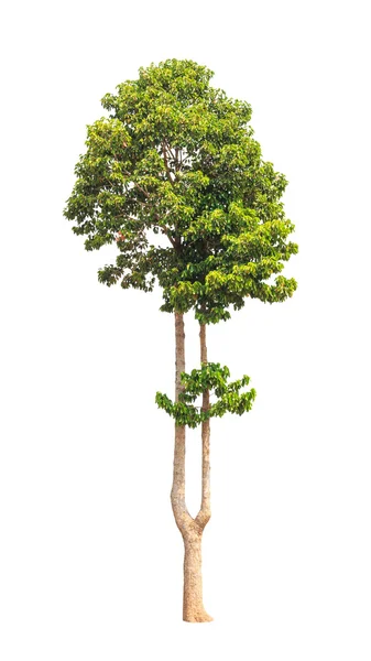Dipterocarpus alatus, tropical tree in the northeast of Thailand — Stock fotografie