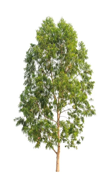 Eucalyptus tree, tropical tree in the northeast of Thailand isol — Stockfoto