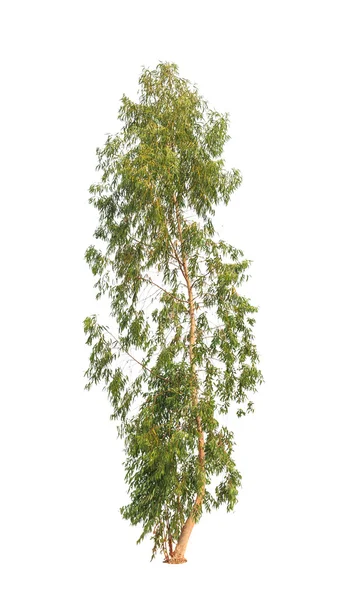Eukalyptusbaum, tropischer Baum im Nordosten Thailands — Stockfoto