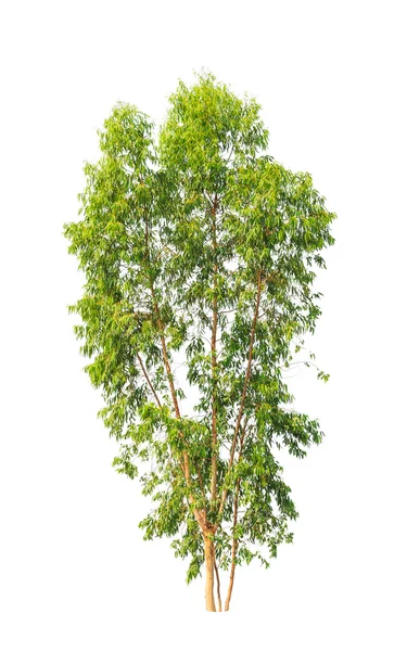 Eucalyptus tree, tropical tree in the northeast of Thailand isol