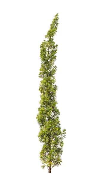 하얀 배경에 고립 된 소나무 — 스톡 사진