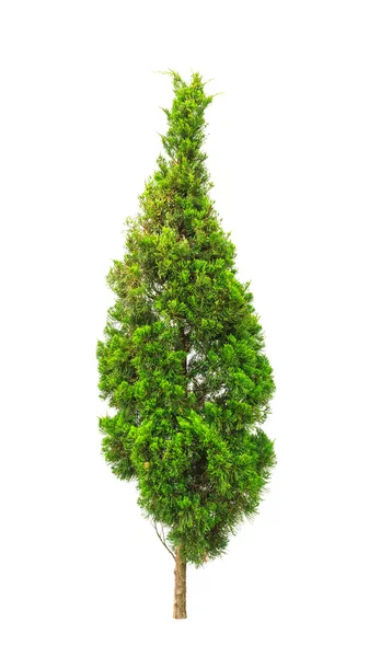 Pine tree isolated on white background — Stock Photo, Image