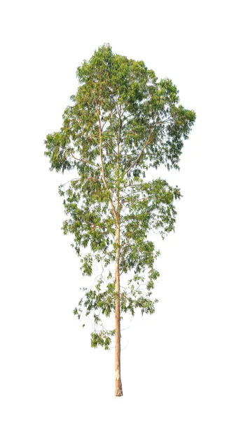 Eucalyptus tree, tropical tree in the northeast of Thailand isol — Stok fotoğraf