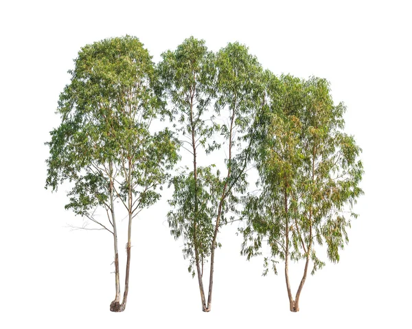 Three Eucalyptus trees, tropical tree in the northeast of Thaila