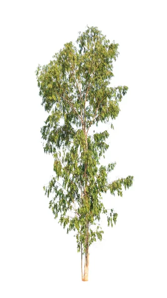 Eucalyptus tree, tropical tree in the northeast of Thailand isol — стокове фото