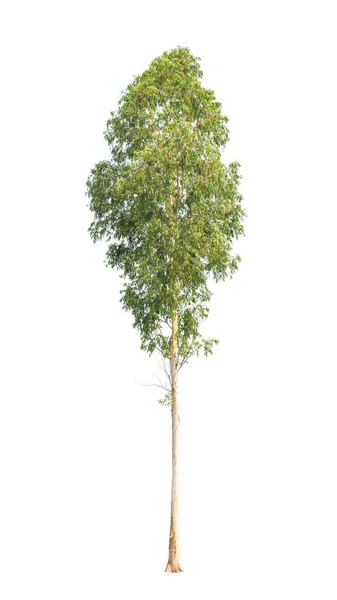 Eucalyptus tree, tropical tree in the northeast of Thailand isol — Stockfoto