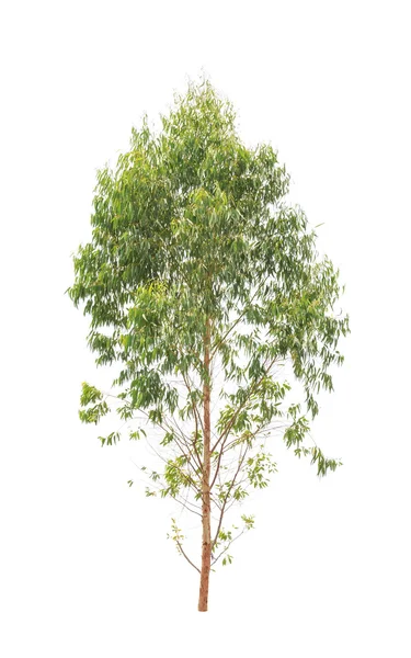 Eucalyptus tree, tropical tree in the northeast of Thailand isol — Stockfoto