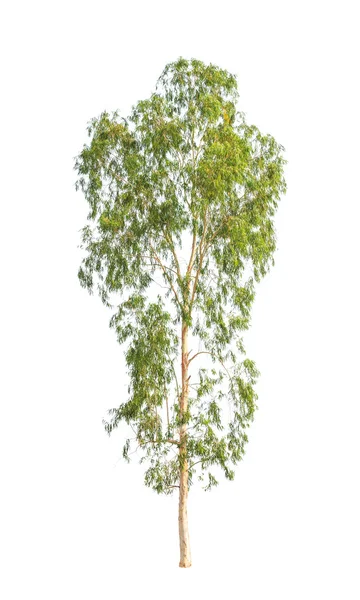 Eucalyptus tree, tropical tree in the northeast of Thailand isol — Stock Photo, Image