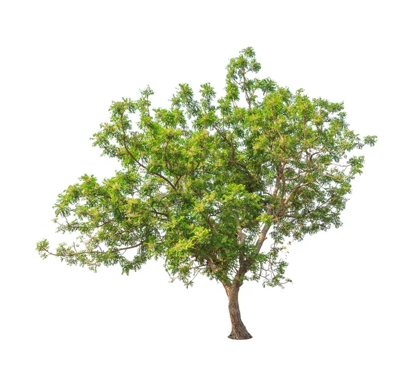 Planta Neem (Azadirachta indica), árvore tropical no nordeste — Fotografia de Stock