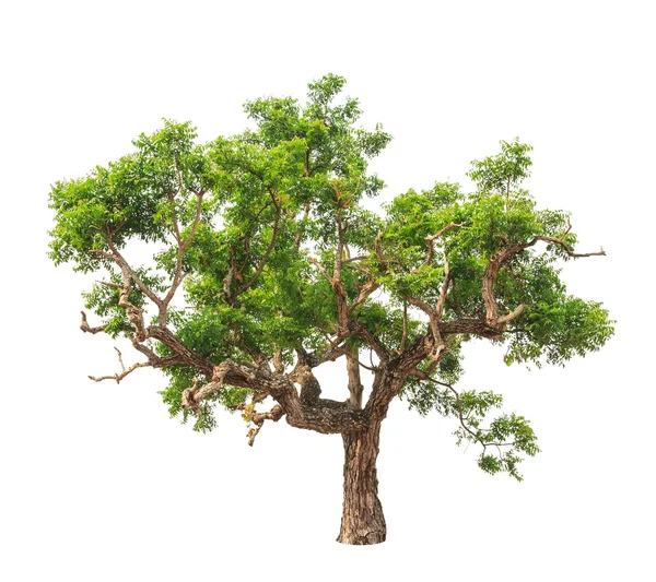 Neem plant (azadirachta indica), tropischer Baum im Nordosten — Stockfoto