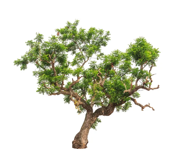 Neem plant (Azadirachta indica), tropical tree in the northeast — Stockfoto