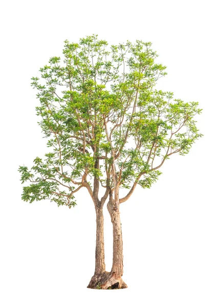 Завод "Ним" (Azadiraha indica), дерево на севере — стоковое фото