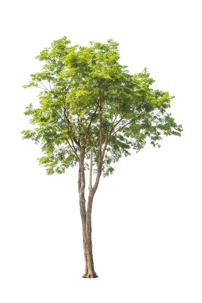 Pterocarpus indicus known by several common names, including Amb Royalty Free Stock Photos