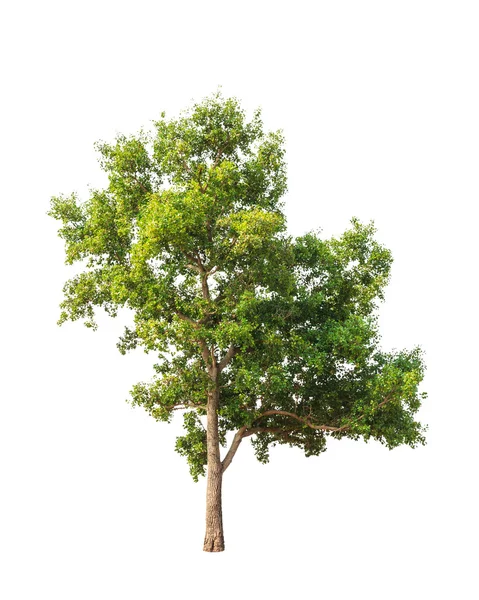 Parinari anamensis, древесное дерево на северо-востоке Таиланда Стоковое Фото
