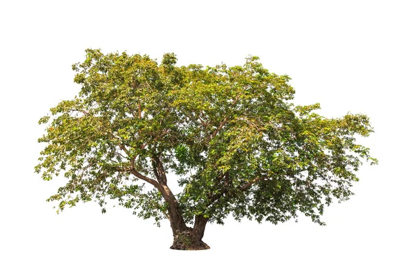 Синдора siamensis, тропическое дерево на северо-востоке Таиланда Стоковая Картинка