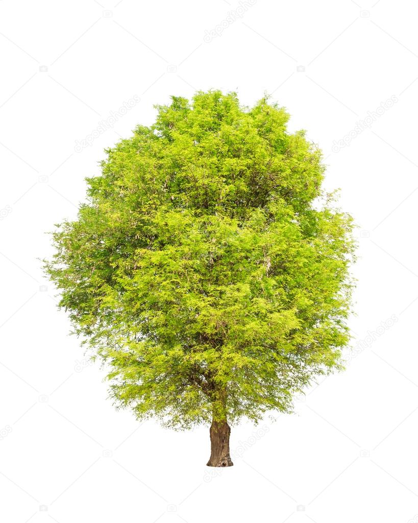 Tamarind Tree Tamarindus Indica Tropical Tree In The Northeast Stock Photo Image By C Ijacky Tamarind Tree Tamarindus Indica Tropical Tree In The Northeast Stock Photo Image By C Ijacky