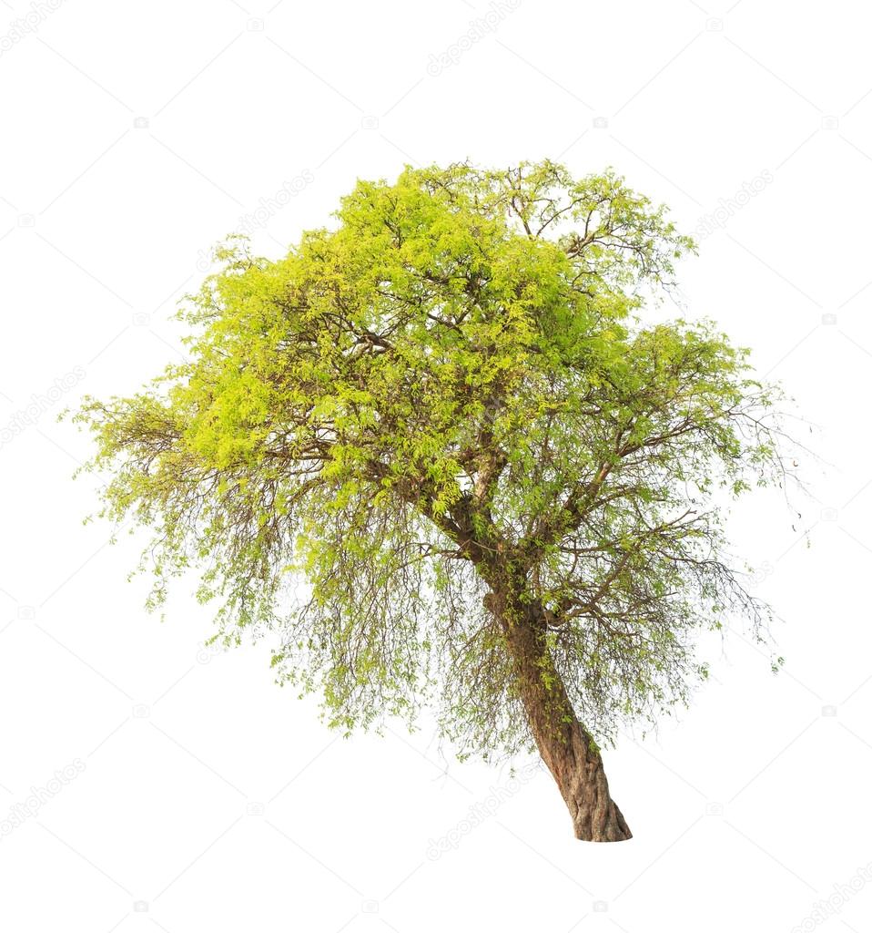 Tamarind Tree Tamarindus Indica Tropical Tree In The Northeast Stock Photo Image By C Ijacky Tamarind Tree Tamarindus Indica Tropical Tree In The Northeast Stock Photo Image By C Ijacky