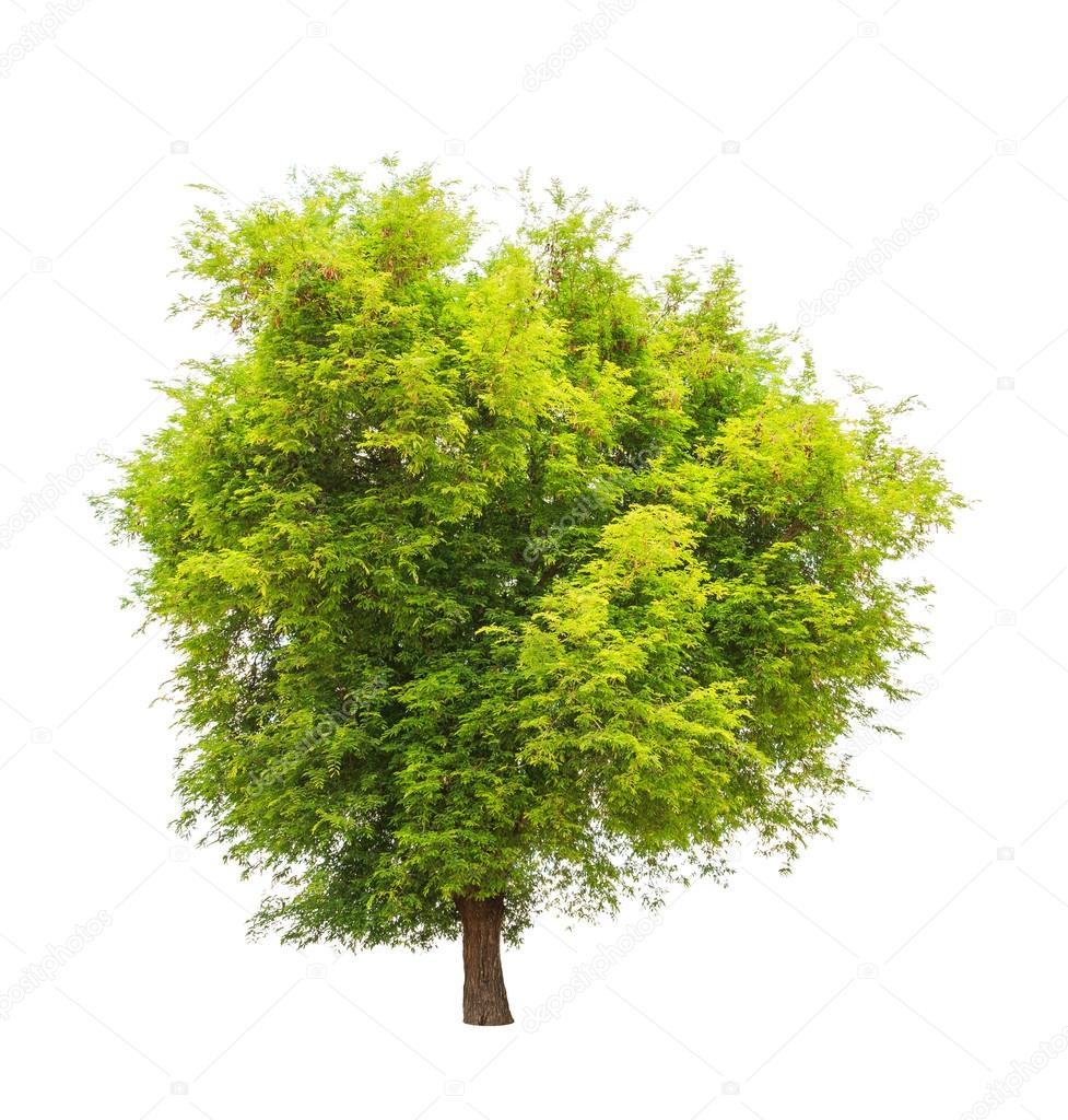 2 144 Tamarind Tree Stock Photos Images Download Tamarind Tree Pictures On Depositphotos 2 144 Tamarind Tree Stock Photos Images Download Tamarind Tree Pictures On Depositphotos