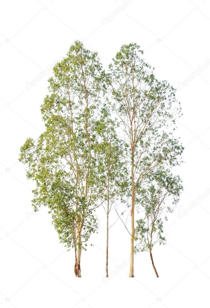 Eucalyptus trees, tropical tree in the northeast of Thailand iso