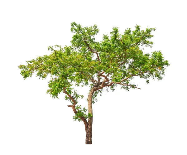 Planta de Neem (Azadirachta indica), árbol tropical en el noreste — Foto de Stock