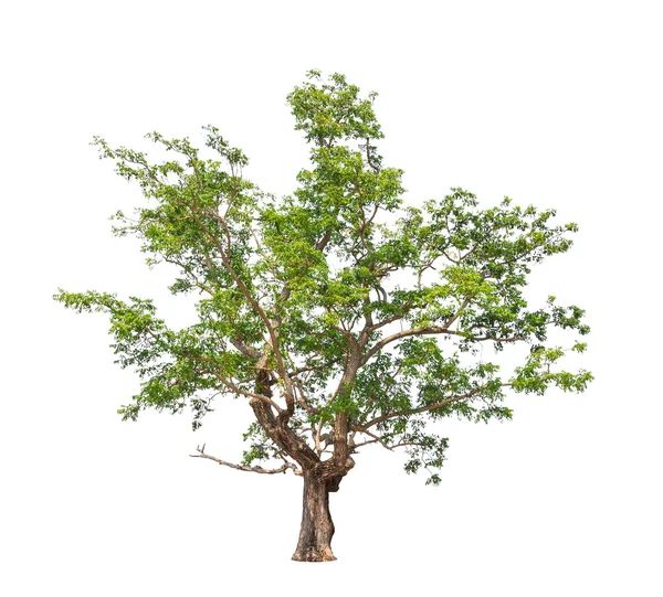 Завод "Ним" (Azadiraha indica), дерево на севере — стоковое фото