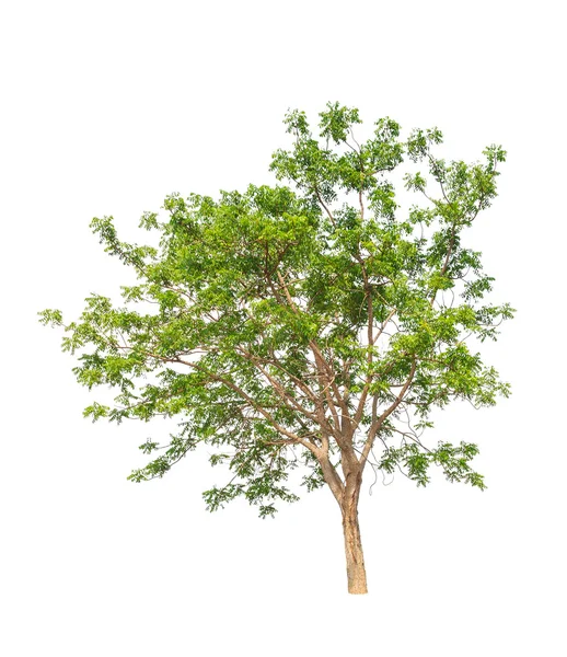 Planta Neem (Azadirachta indica), árvore tropical no nordeste — Fotografia de Stock