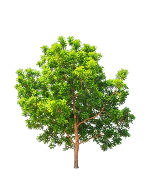 Рослина насіння (азарідійська індійська), тропічне дерево на північному сході — стокове фото