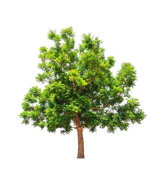 Planta Neem (Azadirachta indica), árvore tropical no nordeste — Fotografia de Stock