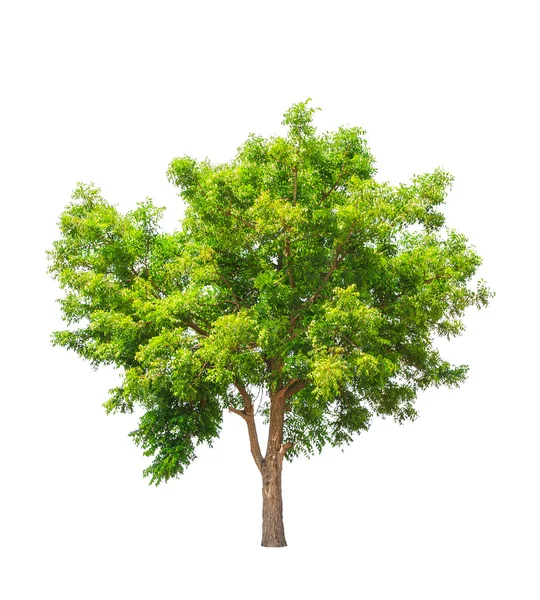 Pianta di Neem (Azadirachta indica), albero tropicale nel nord-est — Foto Stock