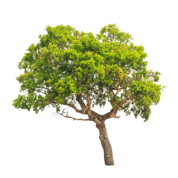 Tropical tree in the northeast of Thailand isolated on white bac — Stock Photo, Image