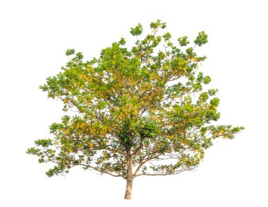 Yellow batai tree (Peltophorum dasyrachis), tropical tree in the