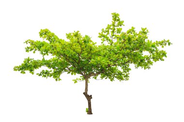 Terminalia catappa also known as Tropical almond, Bengal almond,