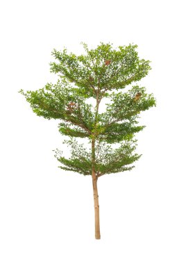 Terminalia ivorensis also called idigbo, black afara, framire, e